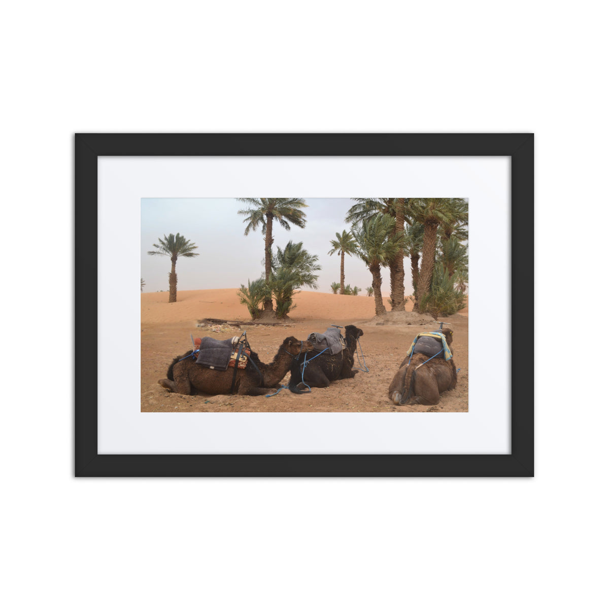 Camels resting in a desert landscape with palm trees, framed picture.